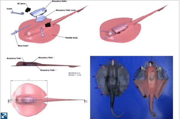 A soft body under-actuated approach to multi degree of freedom biomimetic robots: A stingray example